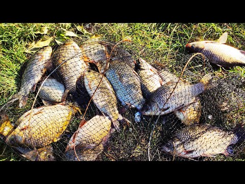 Видео: Крупный карась на поплавок осенью. Рыбалка на карася. Ловля в Октябре.