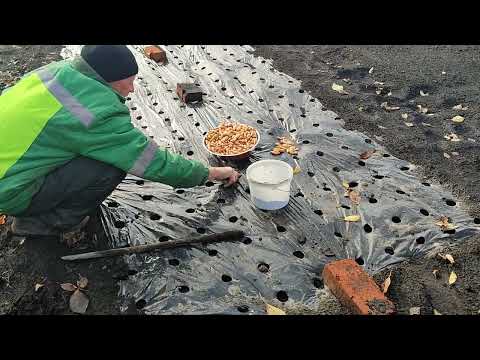 Видео: 26.10.25. Садимо цибулю Бамбергер 