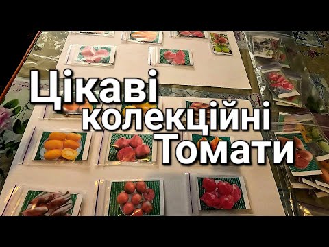 Видео: Колекційні сорти Томатів які вас здивують🍅🍅🍅
