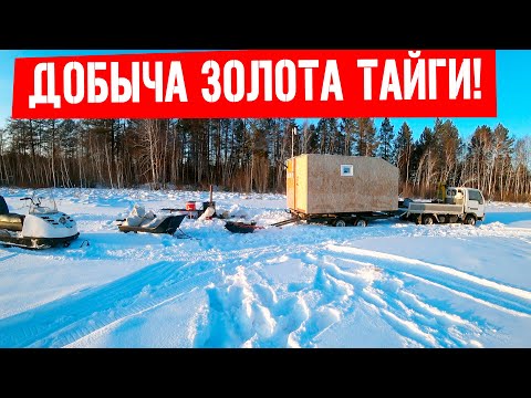 Видео: Золото Тайги. Охота на смолу лиственницы! Добыча серы!