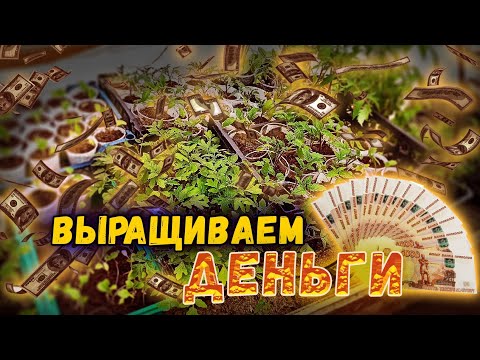 Видео: СКОЛЬКО МОЖНО ЗАРАБОТАТЬ НА РАССАДЕ???/УСЛОВИЯ РОЗЫГРЫША!!!