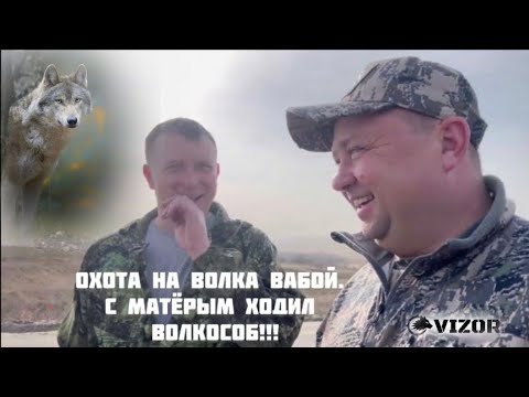 Видео: Охота на волка вабой. 1300 км за четверо суток. Волкособ с матерым!