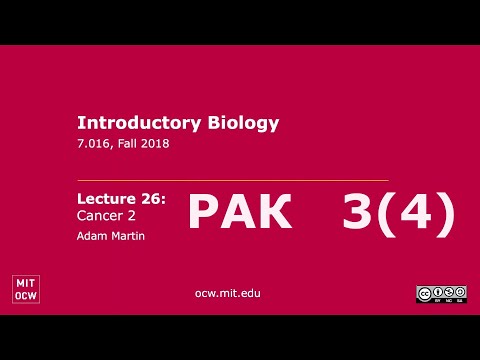 Видео: #26. Рак 3(4). Открытые Лекции MIT. Перевод STAHANOV2000