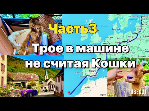 Видео: Путешествие на машине с кошкой  из Эстонии в Испанию