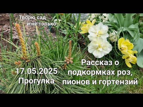Видео: Творю сад. 17.05.2025. Прогулка с весенней милотой и рассказ о подкормках роз, пионов и гортензий.