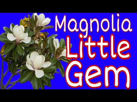Видео: #магнолія little Gem’ покупка