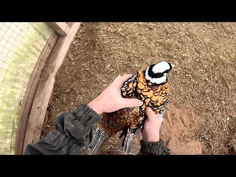 Видео: Беда случилась ! Пополнение в хозяйстве ! Мама уехала ! Бобёр охренел ! ХУТОР В ЛЕСУ №874