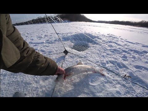 Видео: СУМАСШЕДШАЯ РЫБАЛКА НА СЕТИ, ХАПУГА. Я думал они порвут мне снасти!