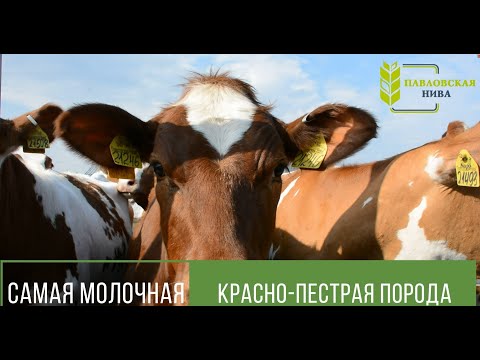 Видео: Реализация племенных нетелей