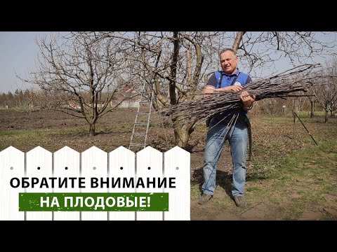 Видео: Секреты успешной обрезки волчков: шаг за шагом! Правильная обрезка волчков от А до Я