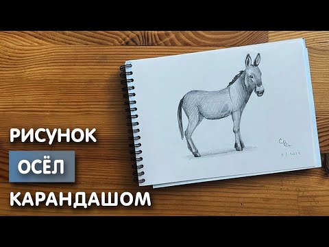 Видео: Как нарисовать осла карандашом | Рисунок для начинающих поэтапно