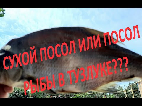Видео: ЧТО ВЫБРАТЬ СУХОЙ ПОСОЛ ИЛИ ПОСОЛ РЫБЫ В ТУЗЛУКЕ???
