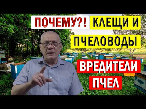 Видео: Как ПРАВИЛЬНО сформировать гнездо пчел на зиму? Кто ГЛАВНЫЙ враг пчел?