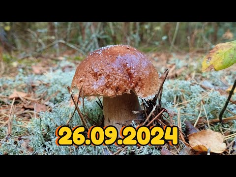 Видео: 26.09.2024. Грибна розвідка на Волині. Boletus mushroom fungi porcini grzyby гриби2024 грибы