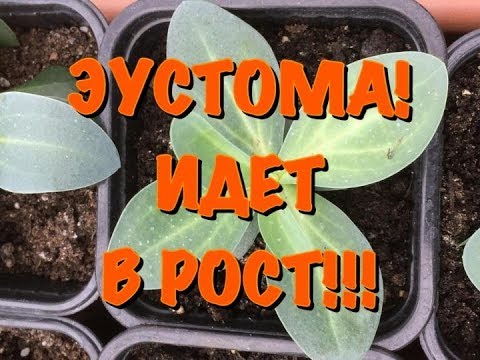 Видео: БЕШЕНЫЙ РОСТ ЭУСТОМЫ! УРА!! ЭКСПЕРИМЕНТ УДАЛСЯ!!!