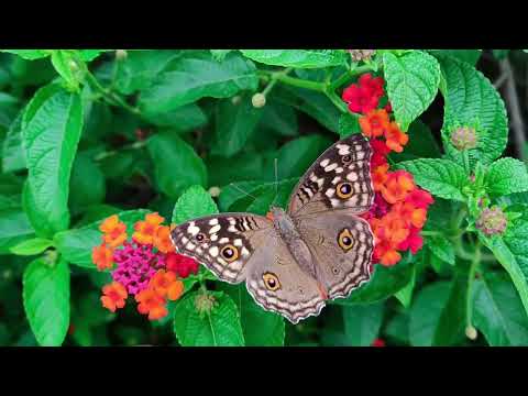 Видео: ❤️ Пуснете изобилието в живота си !❤️