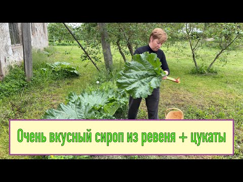 Видео: Очень вкусный сироп из ревеня + цукаты