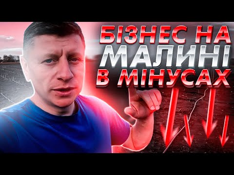 Видео: ⁉️Скільки витратили на крапельне зрошення і весь бізнес на малині. Бізнес в мінусах.