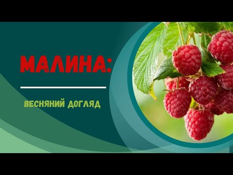 Видео: Як доглянути малину навесні