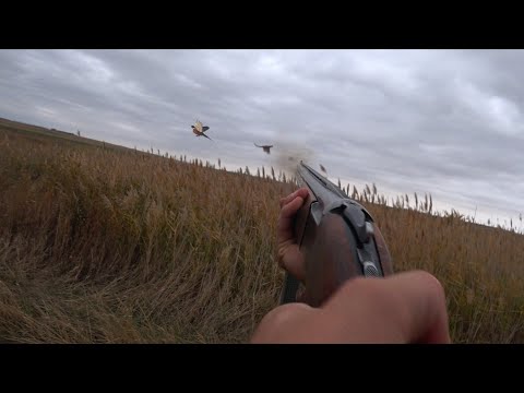 Видео: ОТКРЫТИЕ ОХОТЫ НА ФАЗАНА!