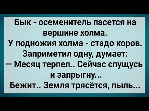 Видео: Как Бык с Голодухи На Корову Залез! Сборник Свежих Анекдотов! Юмор!.