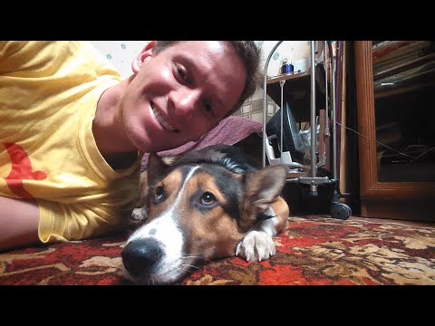 Видео: Ко мне в гости заглянула собака. 2014 ГОД