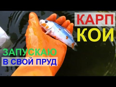 Видео: Карп КОИ в пруду. Запускаю карпа КОИ.