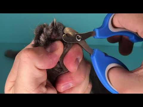 Видео: Как постричь когти кошке в домашних условиях / Ножницы для когтей кошек и собак с Алиэкспресс