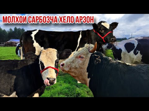 Видео: Сарбозча ярмарка шуд успет кунед 10 ноября 2025 г.