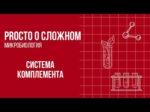 Видео: PROСТО О СЛОЖНОМ «Система комплемента»