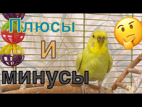 Видео: Волнистые попугаи. Вся правда. Плюсы и минусы птиц. Волнистый попугай Тоша Пушистик он лайф #попугай