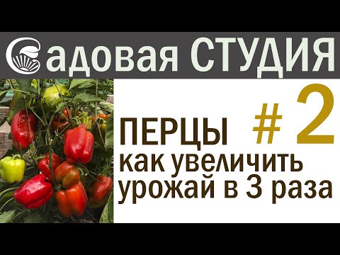 Видео: ПЕРЦЫ. Как увеличить урожай в 3 раза.