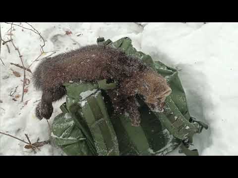 Видео: Проверка капканов,первый путик,два соболя.