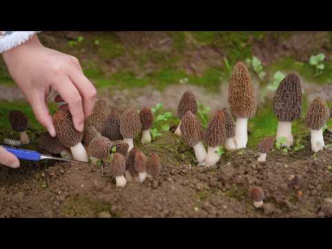Видео: Приготовление гигантского дикого сморчка!