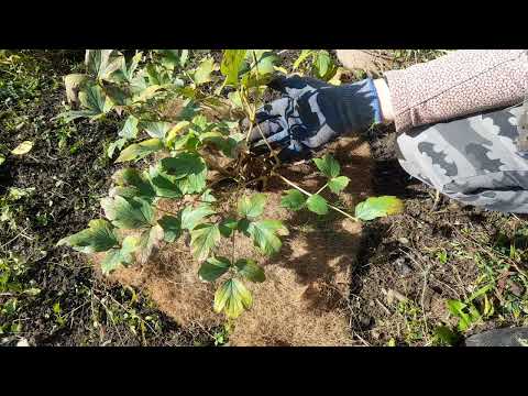 Видео: Укрытие древовидного пиона на зиму. Несколько советов))