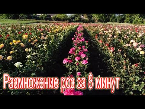 Видео: Процесс рождения розы за 8 минут! Birth of a rose in 8 minutes!