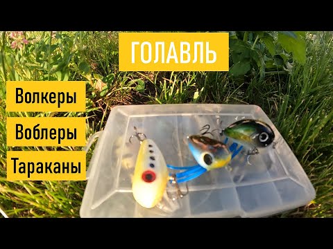 Видео: Как поймать ГОЛАВЛЯ НА ТОПВОТЕРЫ? ВОЛКЕРЫ, ВОБЛЕРЫ И ТАРАКАНЫ! Где лучше использовать? Как подавать?