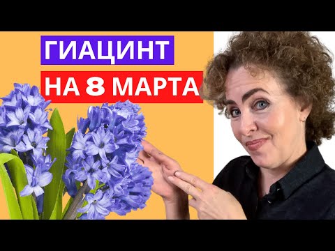 Видео: ГИАЦИНТ. Когда сажать ГИАЦИНТЫ. Выгонка ГИАЦИНТОВ.