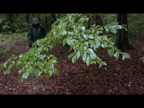 Видео: Дощ Лиє як з Відра 🪣 а Попід Дерева 🌲 ростуть Вони..Чудові Мокрі Білі та Червоні гриби 🍄 