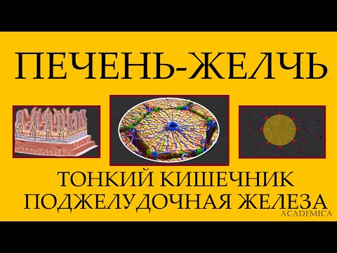 Видео: Физиология поджелудочной, тонкого кишечник и печени. Желчь.