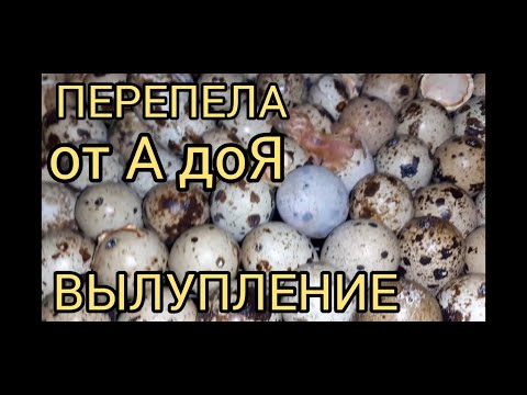 Видео: Перепела от А до Я.17 день инкубации,вылупление перепелят.