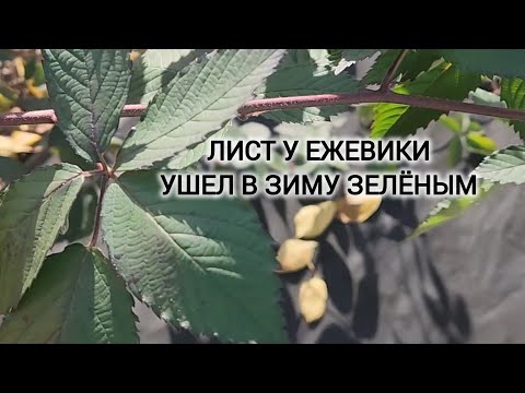 Видео: Куст ежевики ушел в зиму с зеленой листвой. Что делать?