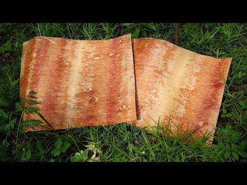 Видео: Когда собирать бересту, как переносить и хранить.