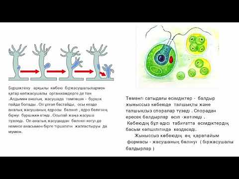 Видео: §52. Өсімдіктердің жынысты және жыныссыз көбеюі.