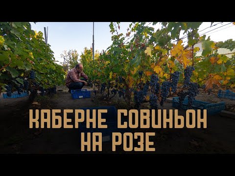 Видео: каберне совиньон на розе, ркацители на игристое.