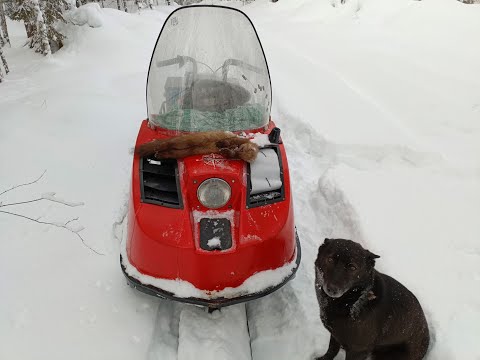 Видео: Охота. Проверка капканов на куницу. Снова ловушка не подвела.