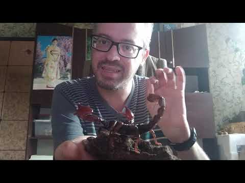 Видео: Обсуждаю комментарии. Скорпион Heterometrus Spinifer L8 гуляет по рукам