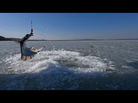 Видео: Приморский край. Хасанский район. Камбала и сельдь.