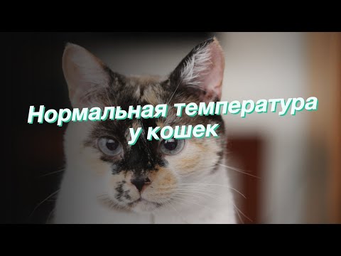 Видео: Нормальная температура у кошек