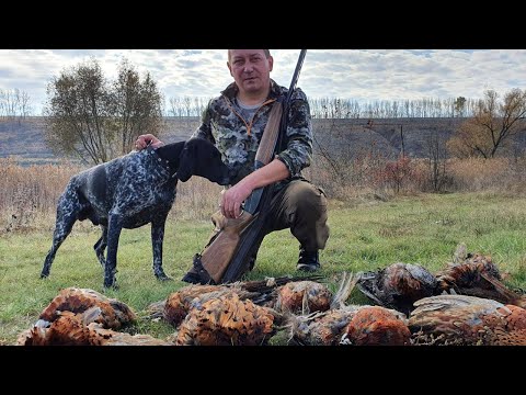 Видео: Охота на выпускного фазана! Что это?